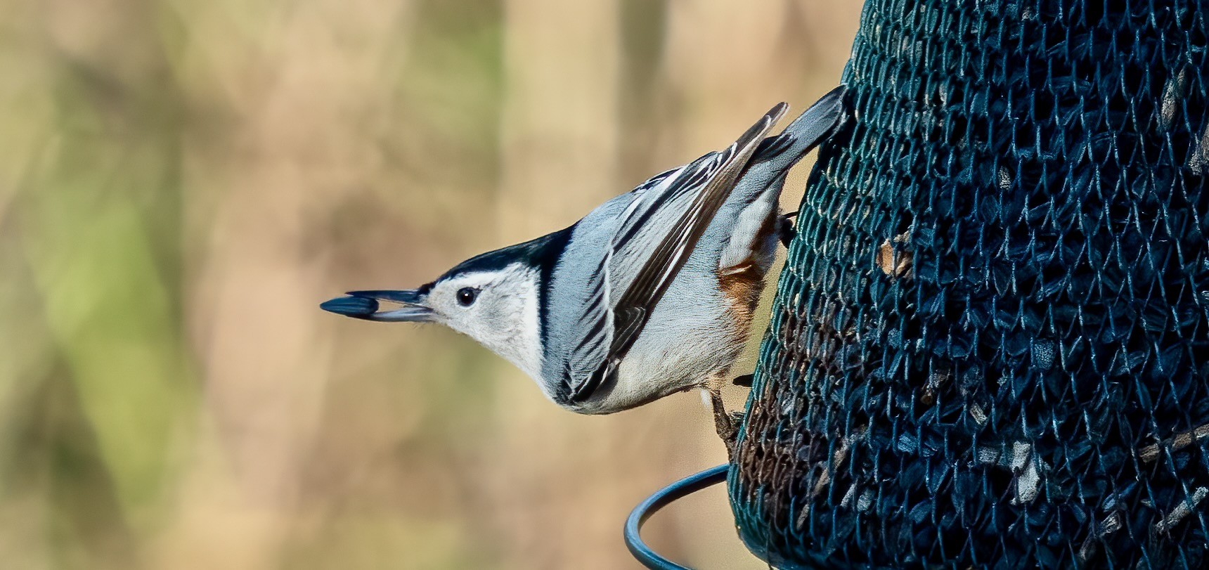 White-breasted nuthatch at a feeder in Prospect Park by Rhododendrites is licensed under CC BY-SA 4.0.
